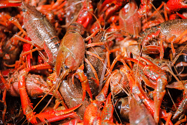 小龙虾怎么做,小龙虾怎么吃,小龙虾的做法 小龙虾怎么做,小龙虾怎么吃,小龙虾的做法