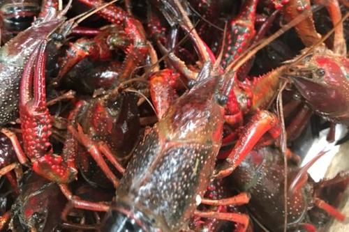 小龙虾怎么做,小龙虾怎么吃,小龙虾的做法 小龙虾怎么做,小龙虾怎么吃,小龙虾的做法